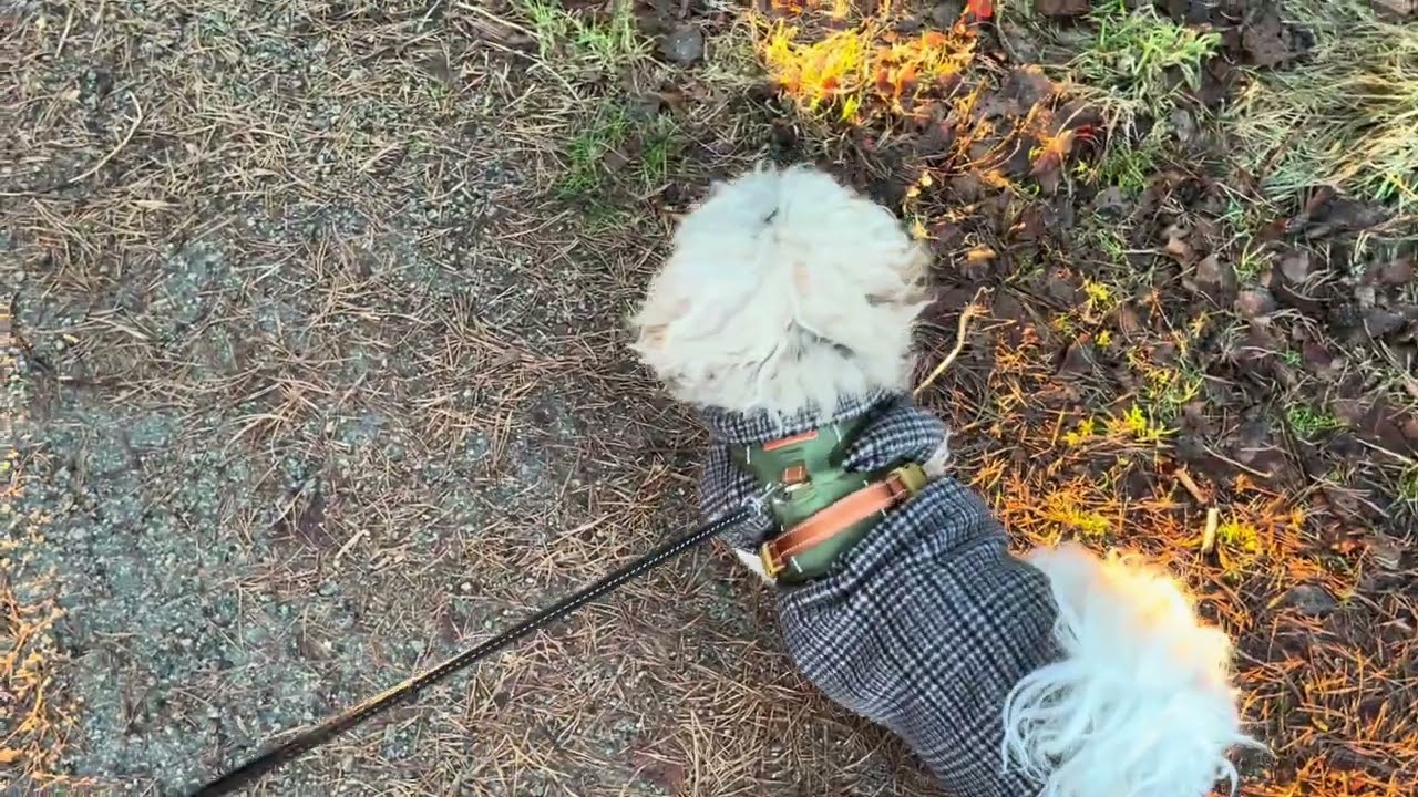 Join us for our New Year’s Day walk 🥰 Happy new year! 🎆 walking Vincent 