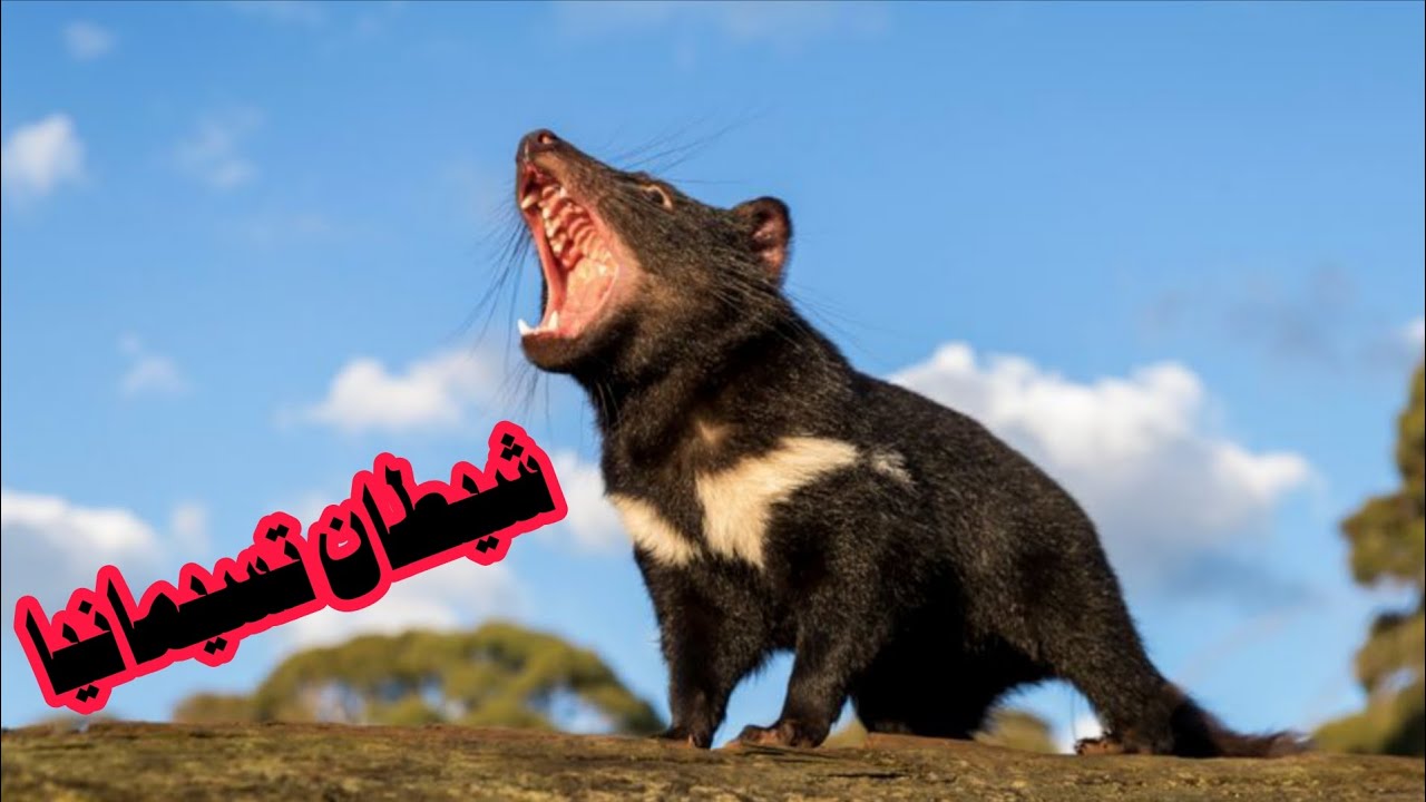 #شيطان تسيمانيا#حيوان من الأساطير# يعطس قبل القتال#وصرخته توقظ الأشباح#من هو هذا الكائن 