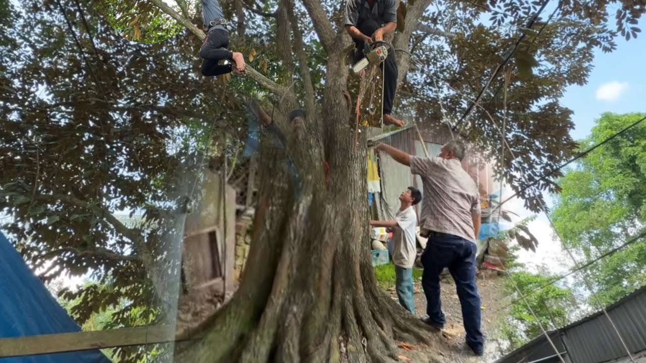 Cưa Cây Vú Sữa Nhiều Nhánh Trong Chổ Hẹp Nhiều Nhà 