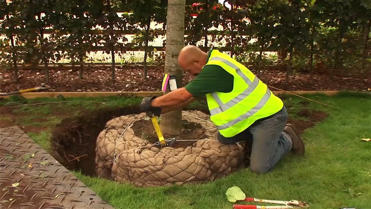 AIR-POT Grandi Alberature