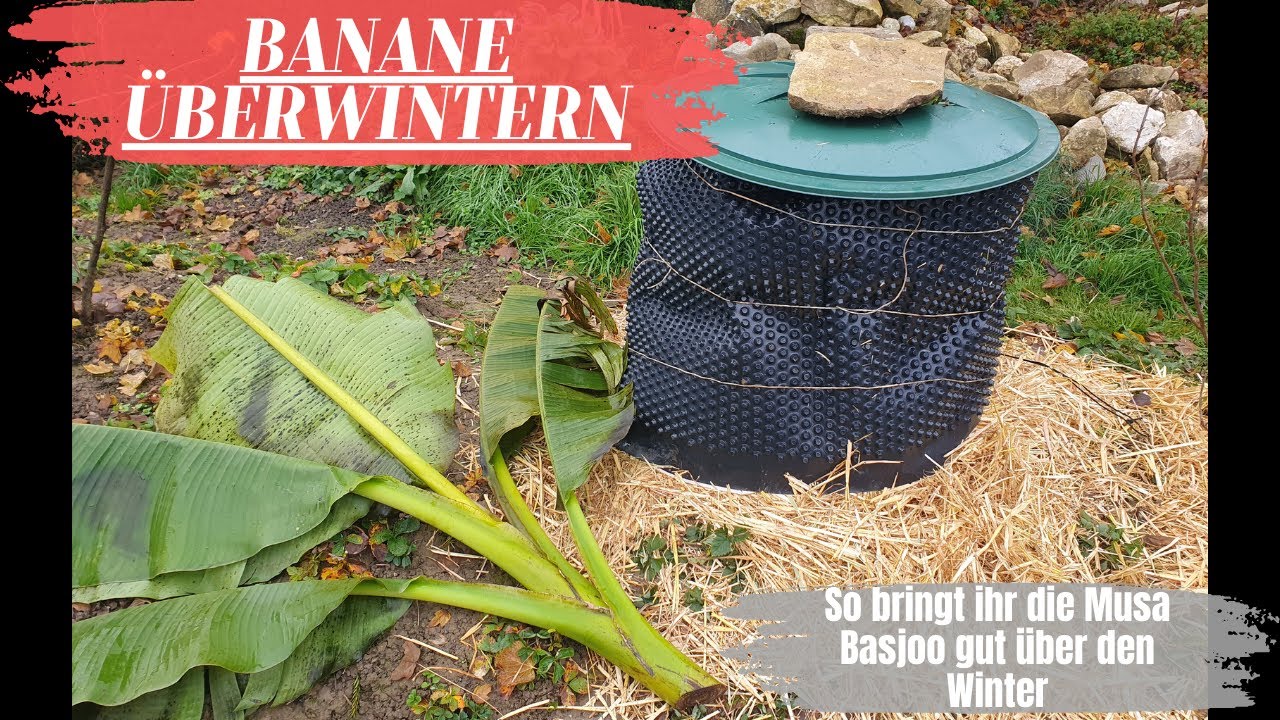 How to overwinter a banana. Banana winter care. Banana plant care in cold climates in the garden