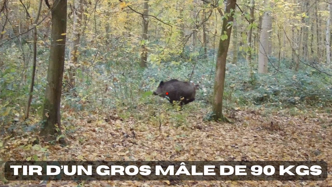 Chasse en battue - Des sangliers en pagaille !