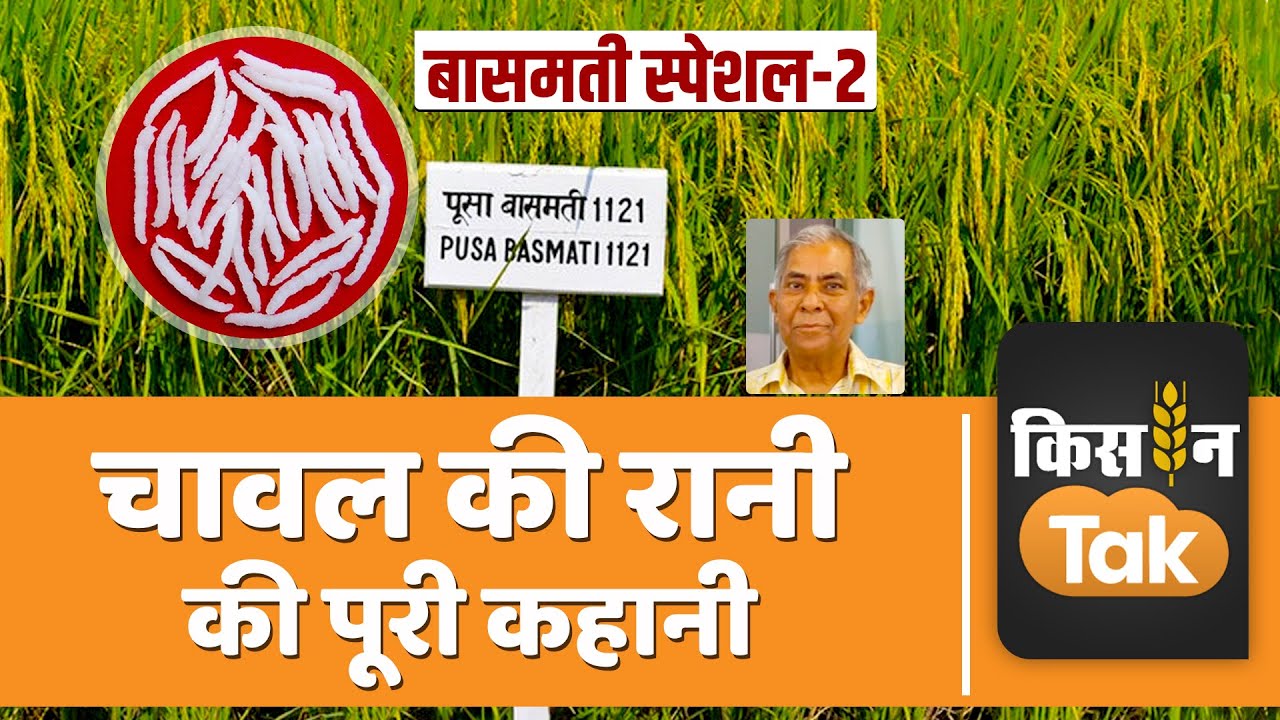 Basmati Special Part-2 : इस धान के लिए सरकार को क्यों बदलनी पड़ी थी बासमती की परिभाषा | Kisan Tak