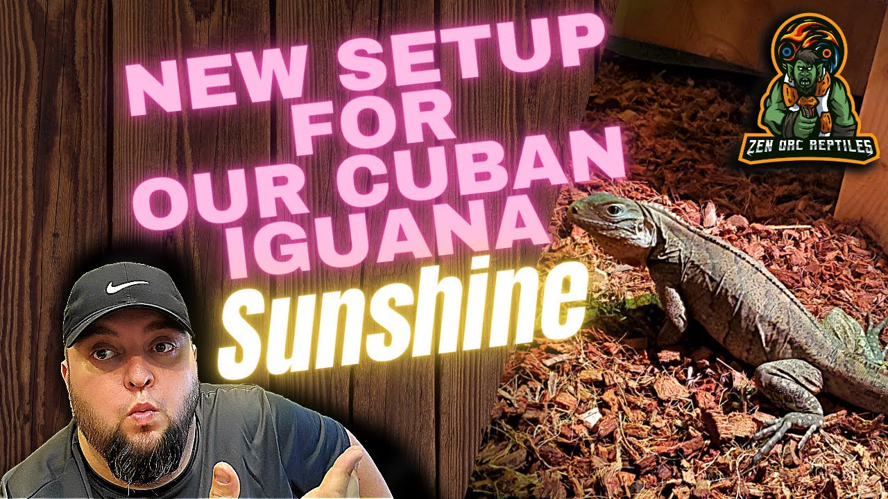 Cuban Rock Iguana! New Setup & Enclosure For A Large Reptile!
