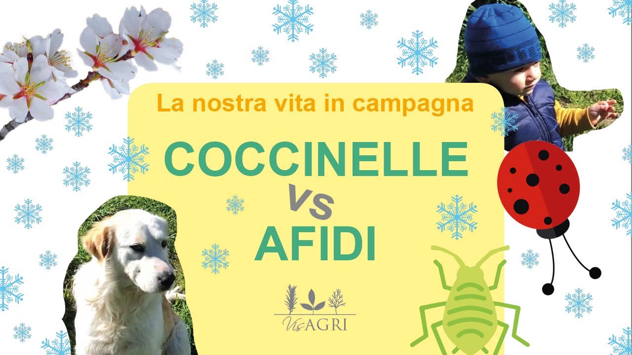 La nostra vita in campagna: coccinelle vs afidi e esperimenti con l'origano