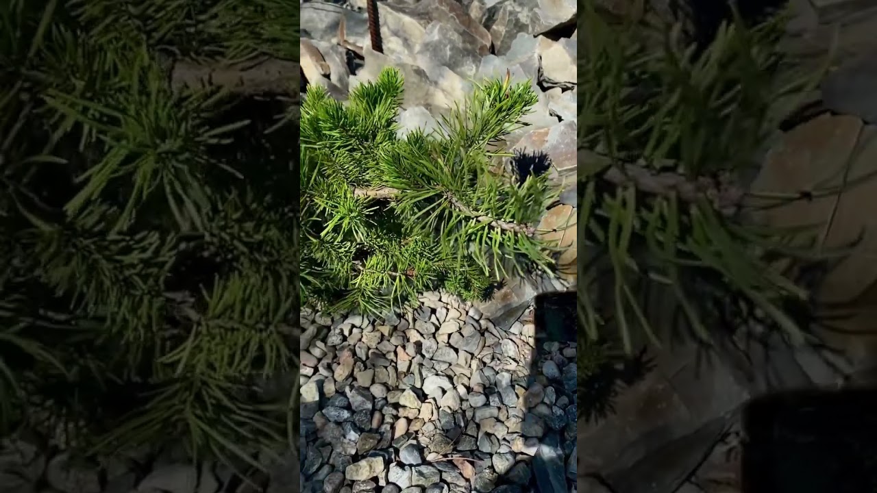 Pinus banksiana Hobl 💚🌲💚 #хвоя #хвойныйсад #хвойные #хвойныерастения #сад #сосны