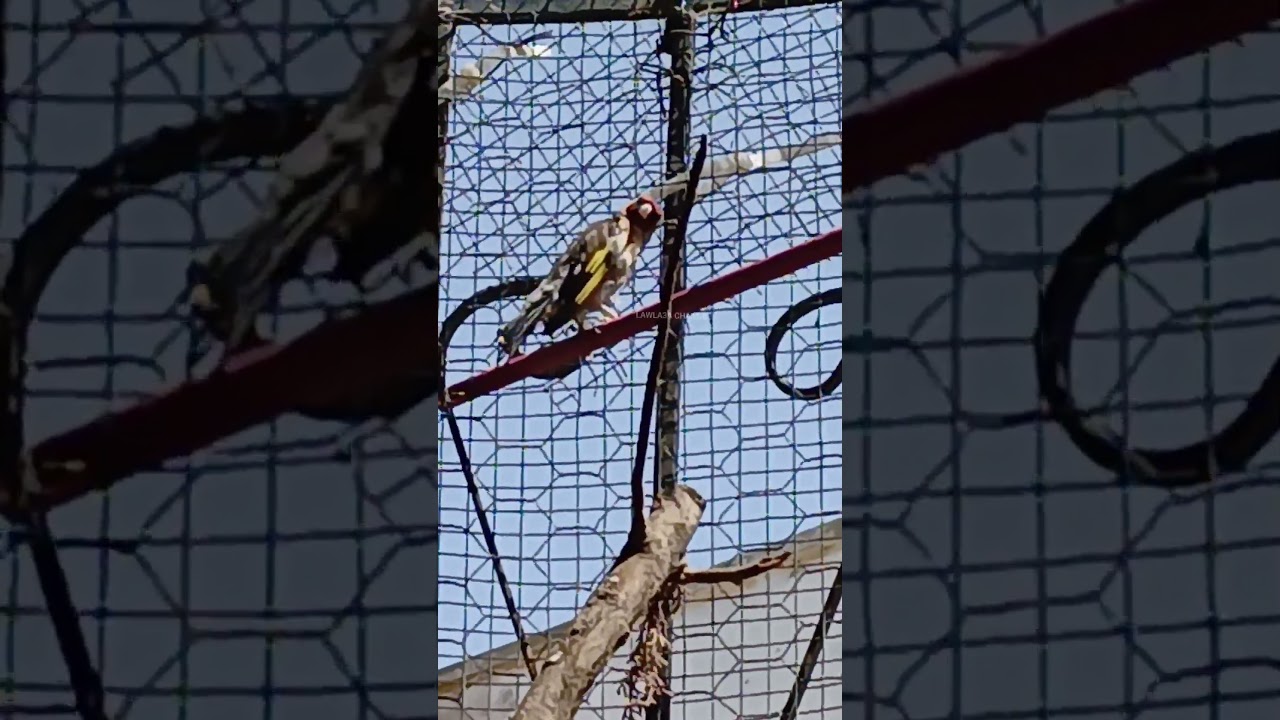 بتبتة الحسون الفتاكة لتحفيز الحسون على التغريد #chardonneret #goldfinch #jilguero