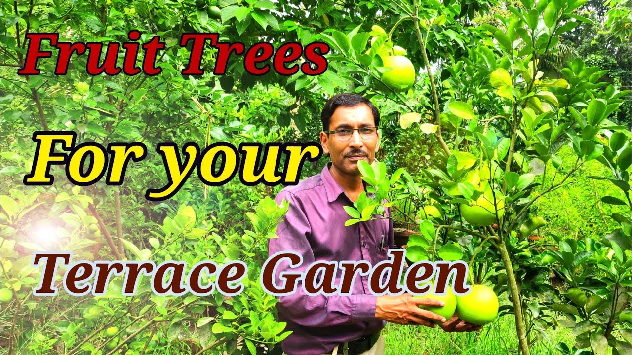 Growing Fruit Trees in Container or Pots in a Terrace Garden.