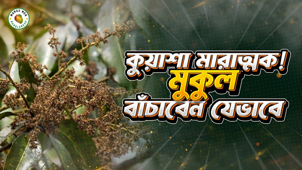 কুয়াশায় মুকুল নষ্টের আগেই স্প্রে করুন। Fog Damage Prevention Spray Guide 