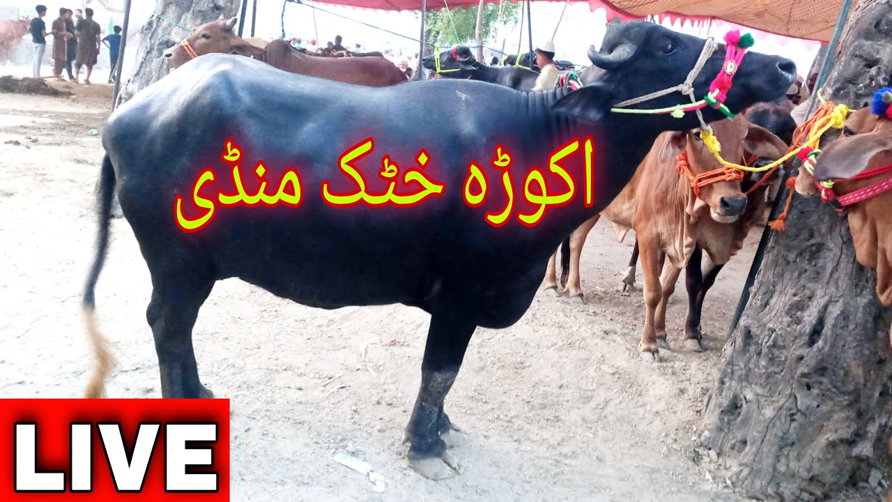 🔴Akora Khattak Mandi Live 18 July 2021 maweshi mandi peshawar