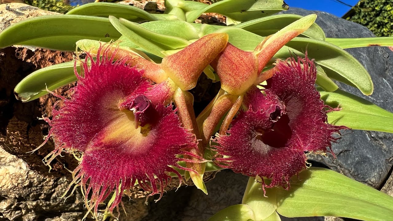 ОРХИДЕЯ Epidendrum medusae! Цветение и немного об уходе.