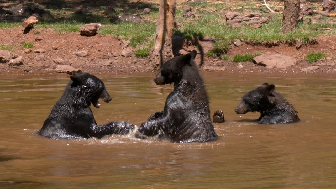 Bearizona Wildlife Park