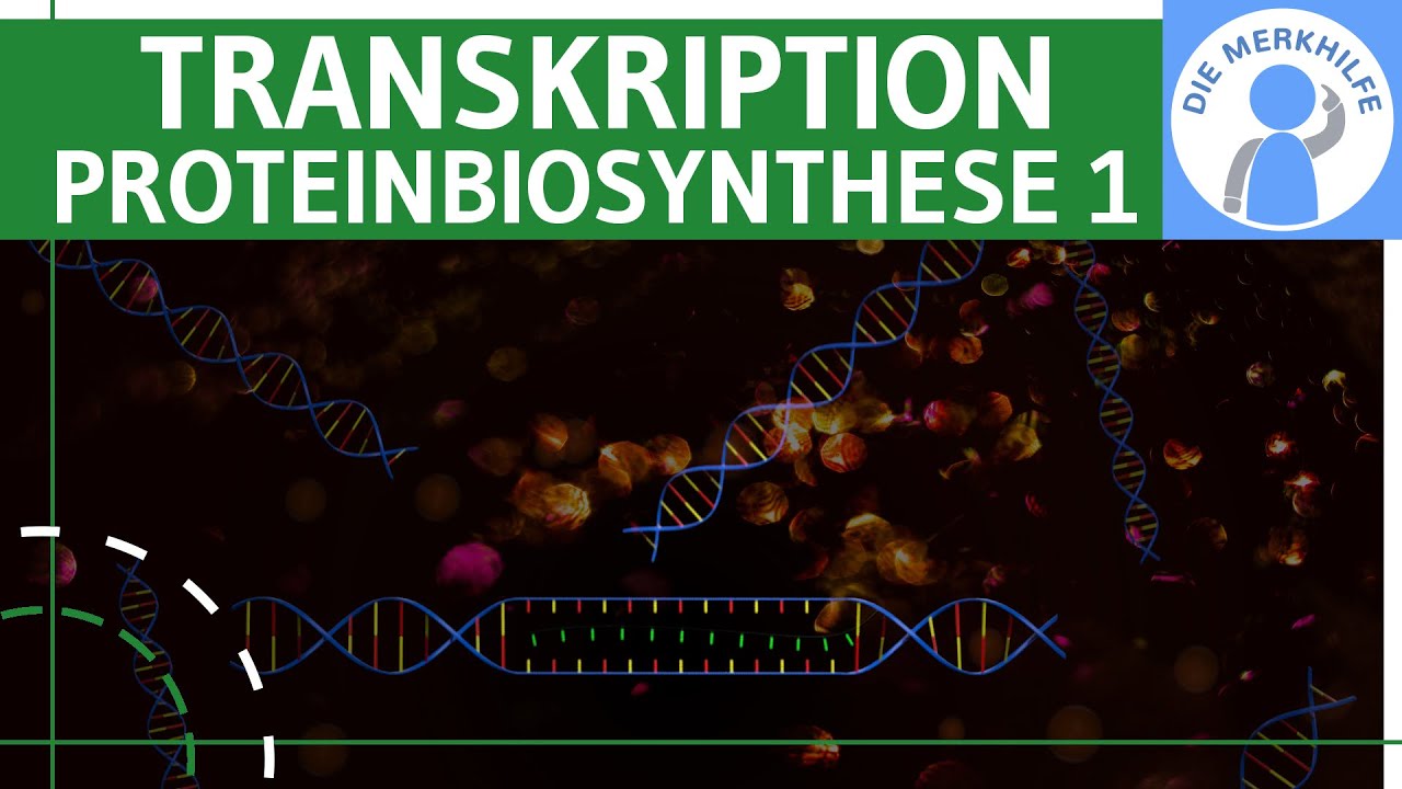 Transkription - Proteinbiosynthese 1 - Ziel, Ablauf & Phasen einfach erkl&auml;rt - Genetik (Bio Abitur)