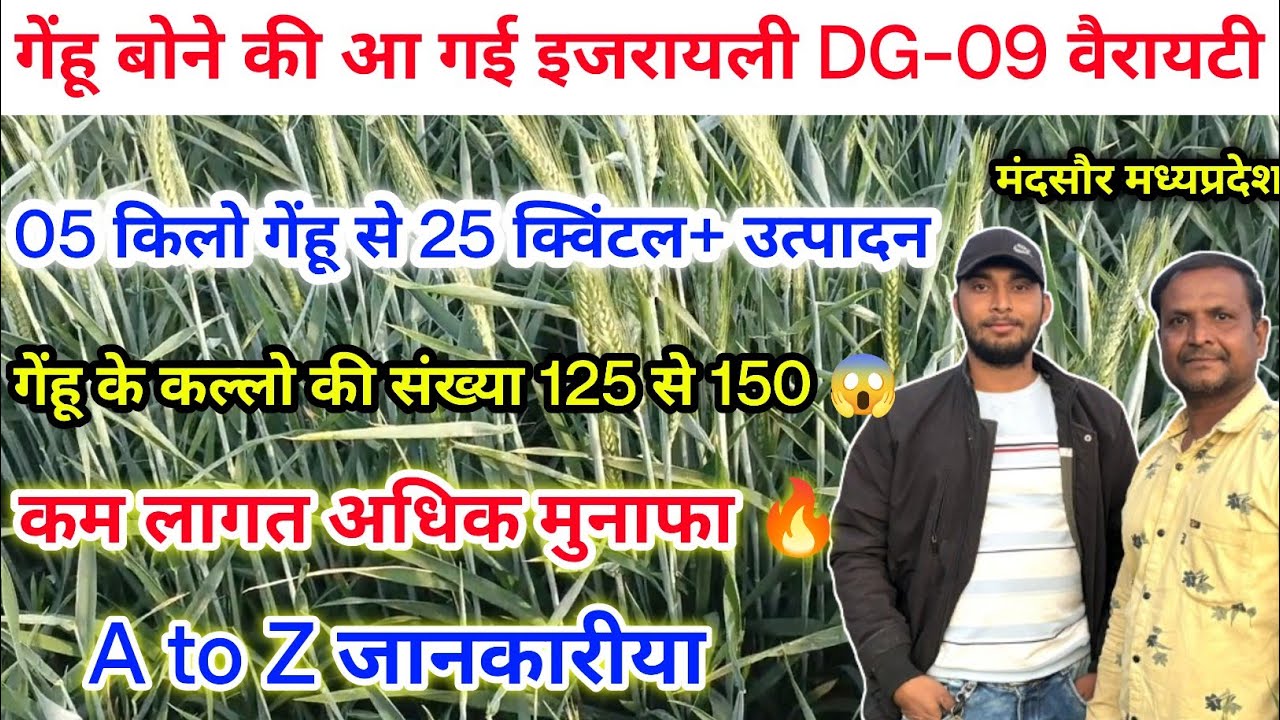 किसानो की तकदीर बदलेगी इजरायल वैरायटी के गेंहू 25+ का उत्पादन Israeli Technicks Of Wheat Seeding