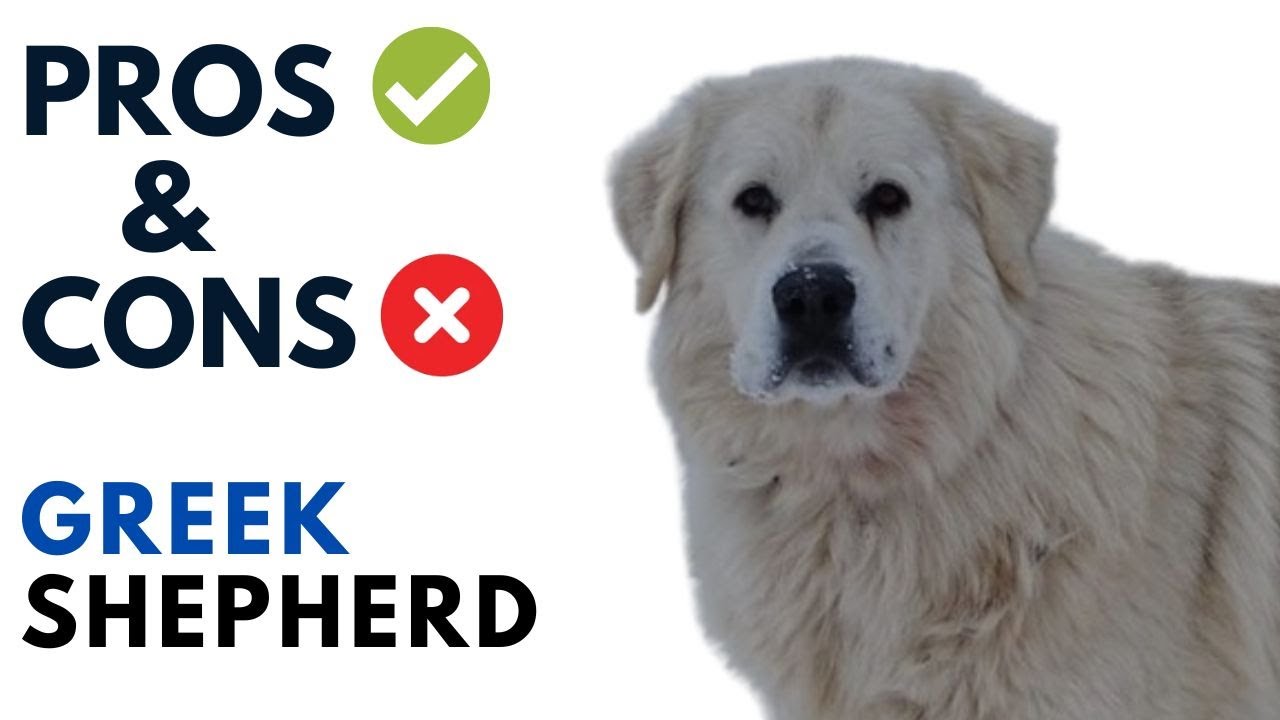 Greek Shepherd Pros and Cons | Ελληνικός Ποιμενικός Advantages and Disadvantages