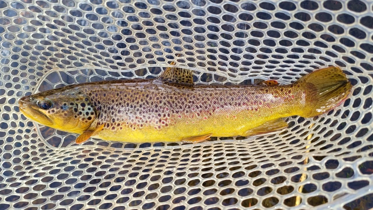 Nothing Beats a First Cast Fish | Fly Fishing Colorado