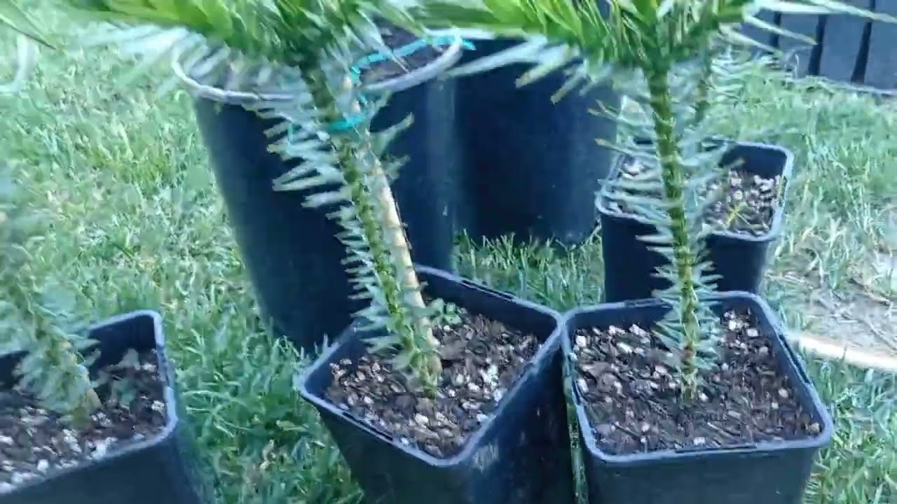 #61 Araucaria chilijska- szybki przegląd 1.5 rocznych sadzonek🌱 #araucaria