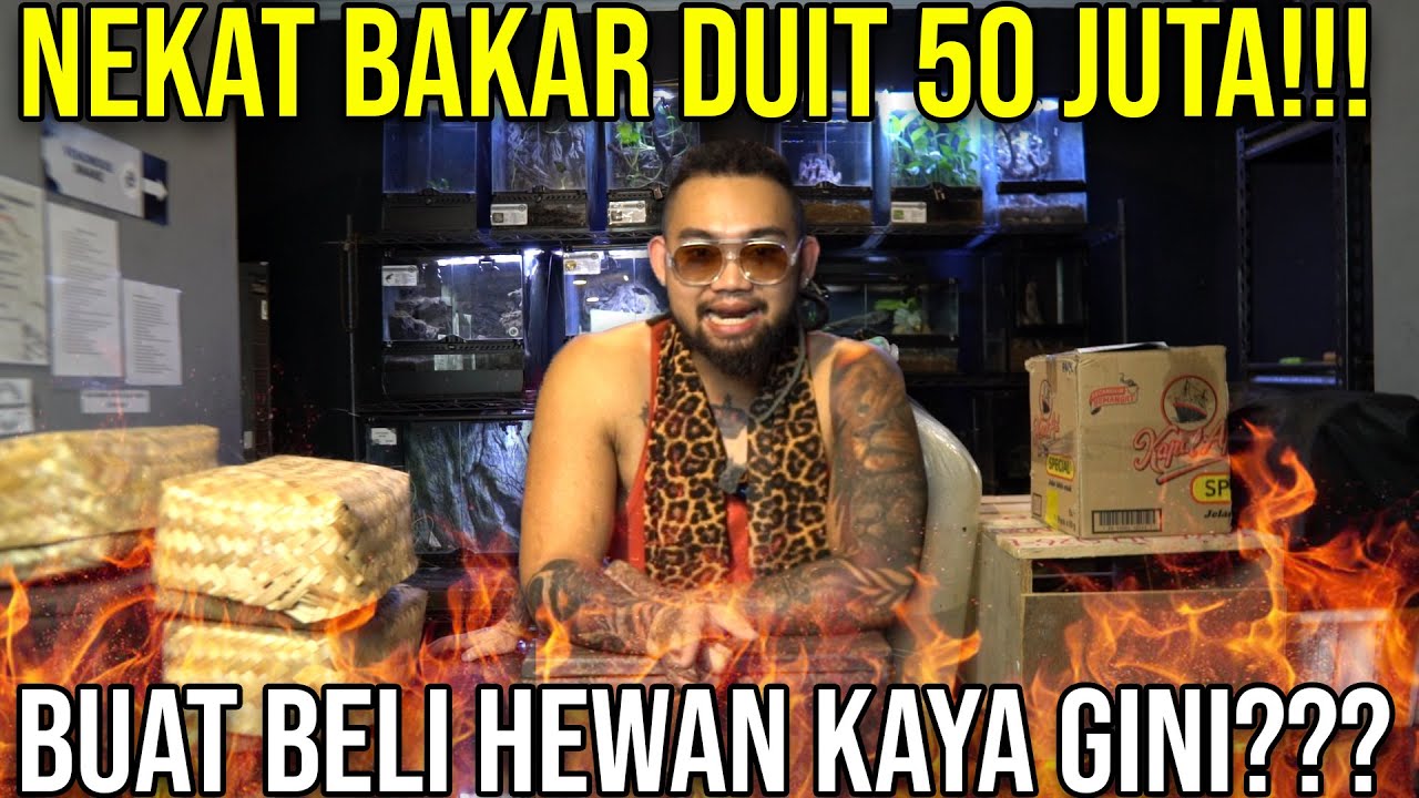 NEKAT BAKAR DUIT 50 JUTA!!! BUAT BELI HEWAN KAYA GINI??? #Audreykingofthejungle #indoexotic