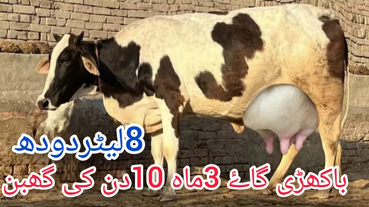 جرسی چولستانی باکھڑی گاۓ برائے فروخت ان پاکستان اینڈ یوٹیوب 3/3/2026#03055692351 
