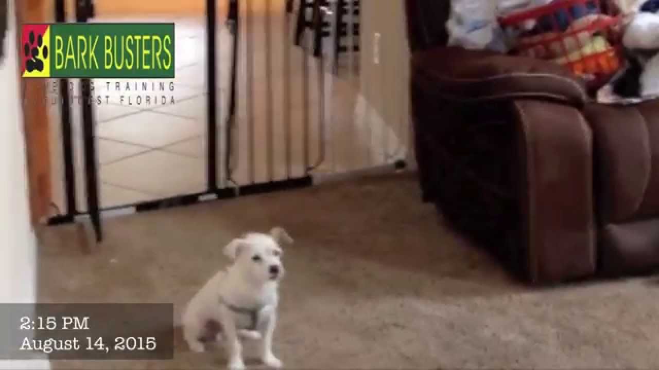 Chihuahua Mix- Front Door Manners - Dog Training of Fort Myers K9- Patrick Logue