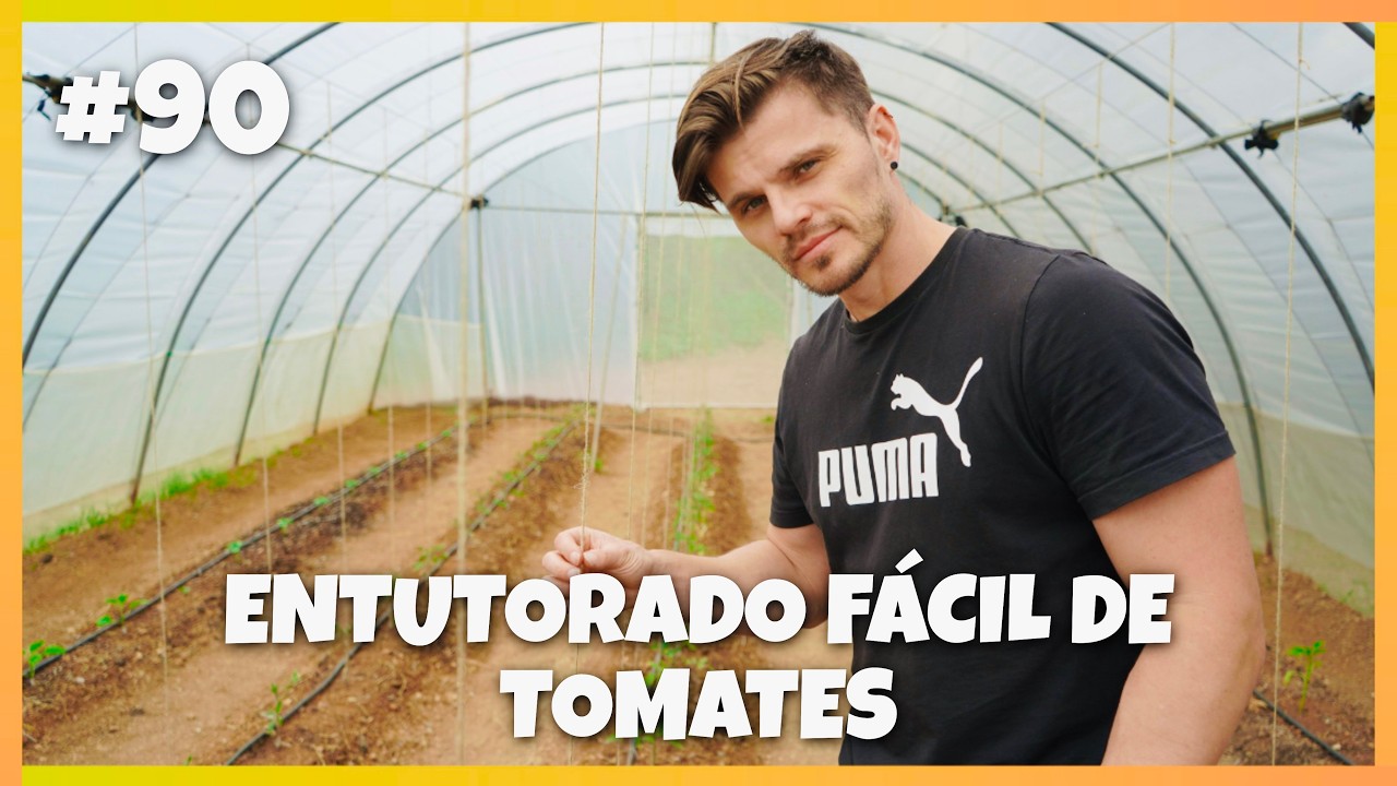 Como ENTUTORAR TOMATES 🍅 truco sencillo #90 | Creando un huerto desde 0