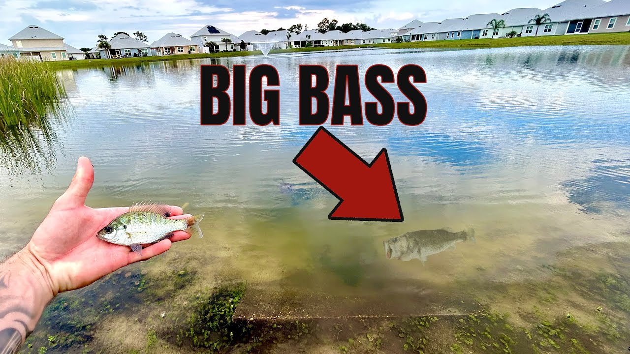 Live Bait Fishing For Big Florida Bass
