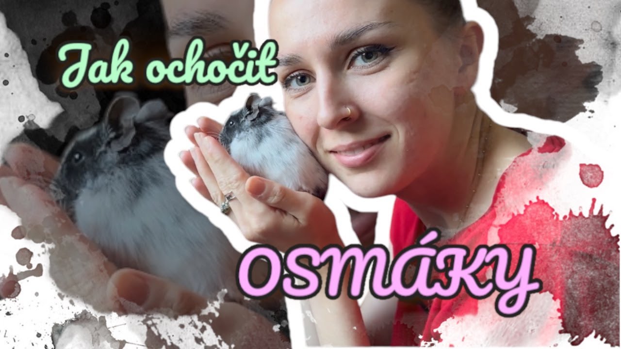 OSM&Aacute;K DEGU | Jak ochočit osm&aacute;ky