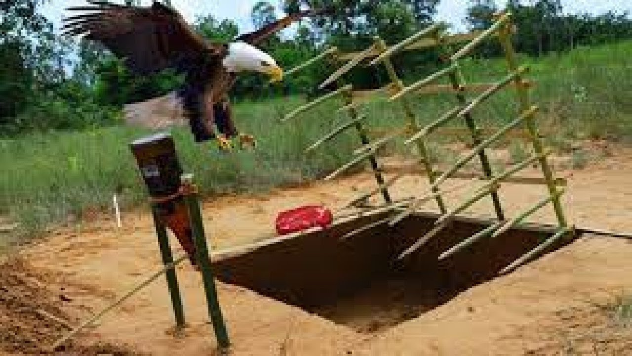Make Eagle Bird Trap with A lot of Bamboo, Guinness Bottle and deep hole