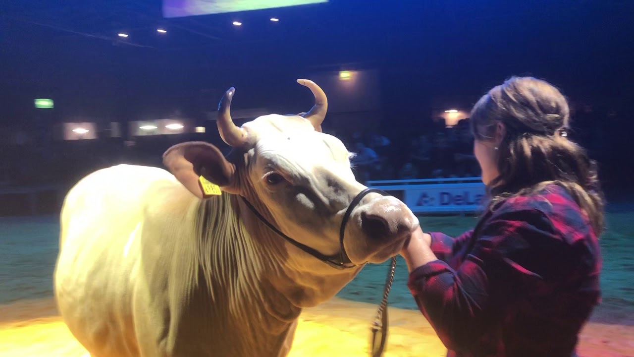 Champion Simmental Berner Junior Expo 2019