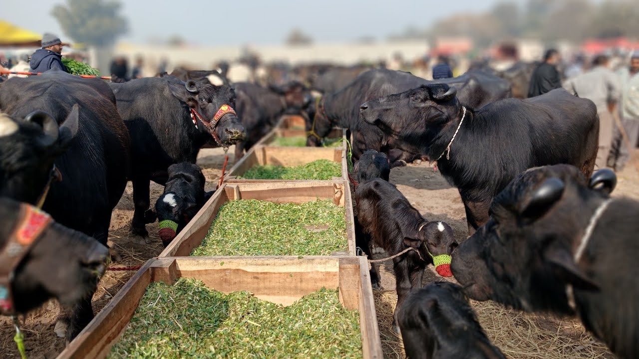 Gujarat Mandi Punjabivlog2l2l2026