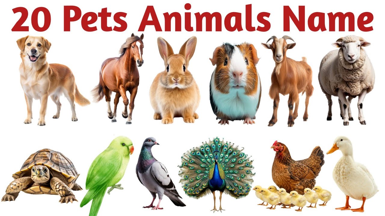 20 पालतू जानवरों की दुनिया |20 Pets Namesin English for Kids Early Learning and Vocabulary Building
