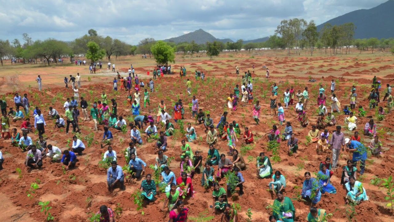 Miyawaki Plantation by Siruthuli at Anna Univesity Coimbatore