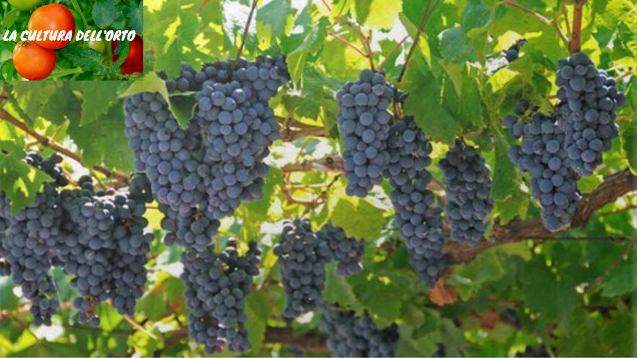 Come si fa il VINO (intero procedimento). Dalla Vite alla Bottiglia.