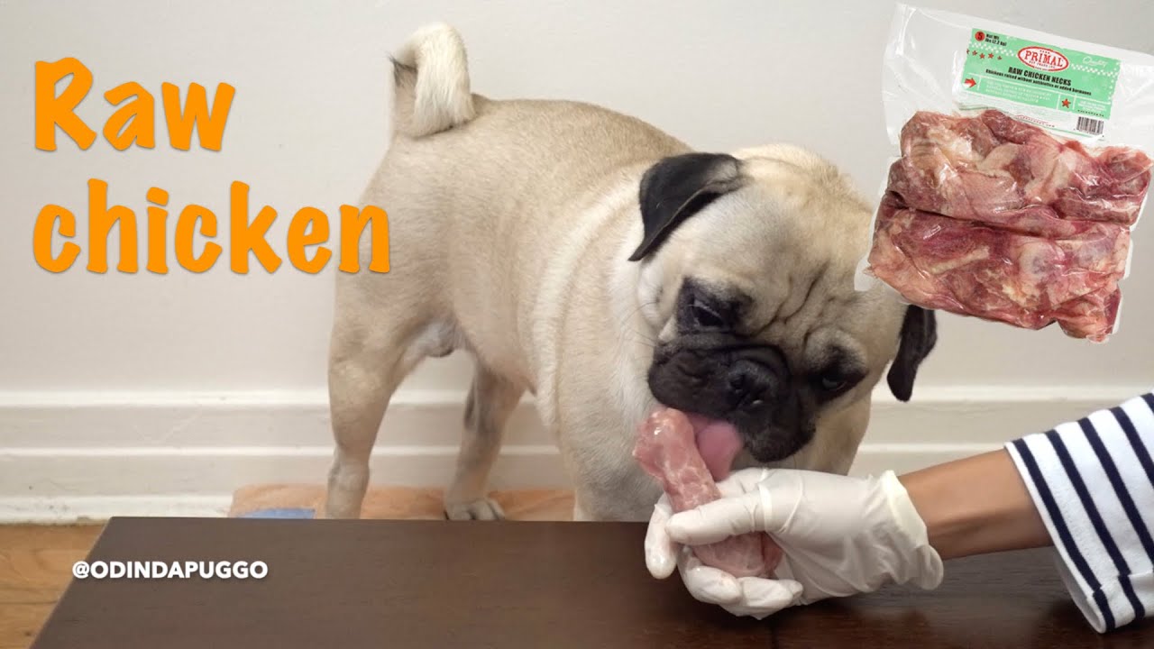 ASMR Dog Eats Raw Chicken Neck [Pug/Mukbang]