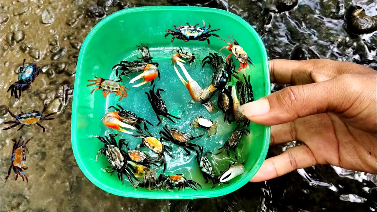 menangkap kepiting warna warni di selokan dapat banyak || catching fidler crabs