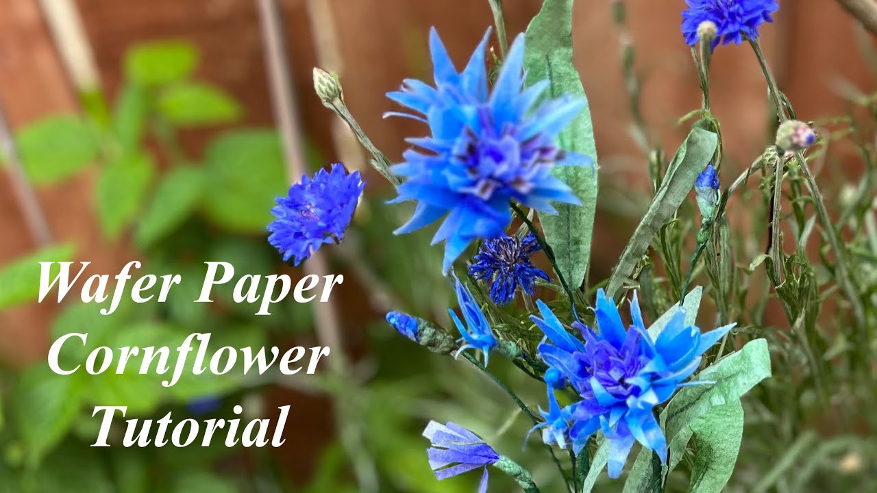Wafer Paper Flower Tutorial (Cornflower )