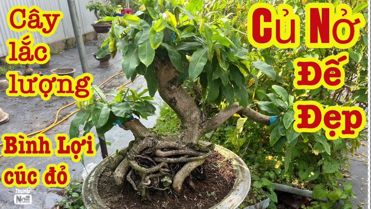 13-3-2026 bình lợi cúc lá đỏ co lắc bonsai mini 0766765975