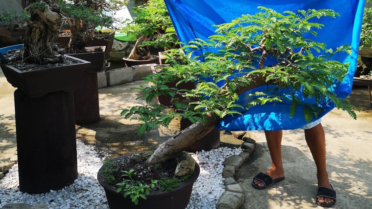 Bonsai tree tamarind sold for only 5,000 pesos - bonsai philippines