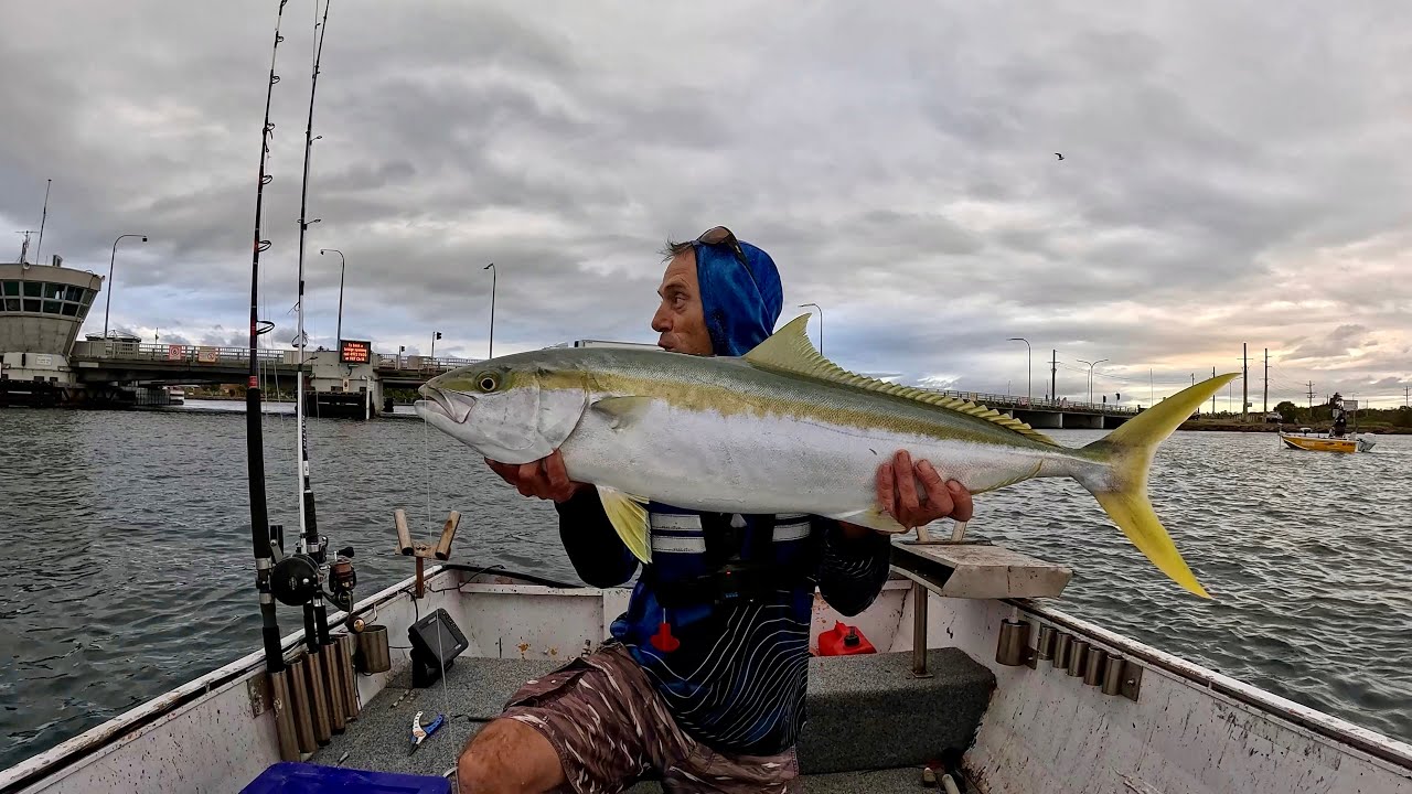 Swansea bridge Kingfish insane fight + Massive Flathead (Catch & Cook)