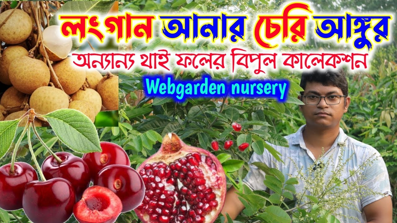 লংগান আনার চেরি আঙ্গুর ও অন্যান্য থাই ফলের বিপুল কালেকশন || Webgarden Nursery || Rongdhanu Garden ||
