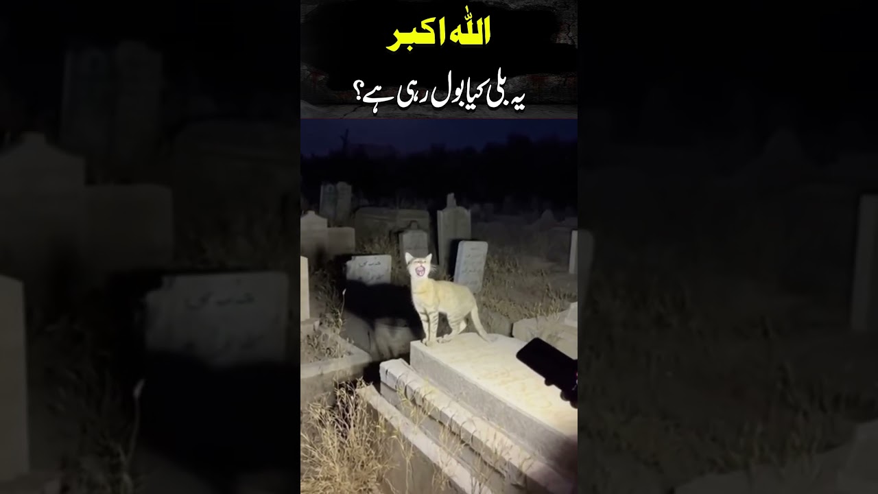 Allah Akbar Yeh Billi Kya Bol Rahi Hai? | Asaib