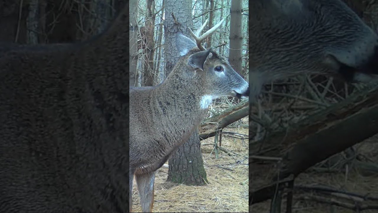 Young Whitetail BUCK Captured on Trail Cam | Ottawa, Ontario 
