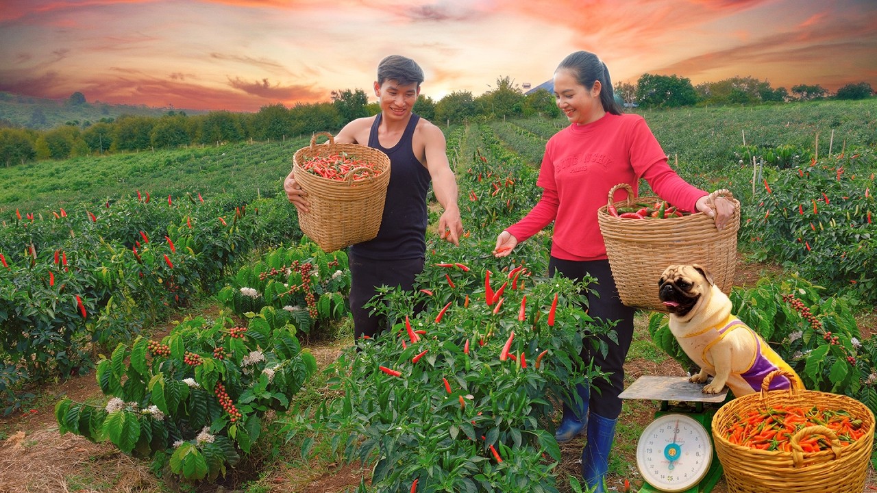 Harvest Chili Peppers With My Brother To Sell – Make Chili Sauce And Cook Fish Cake Noodle Soup.