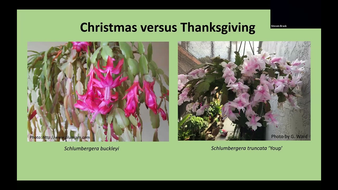 January 2024 Schlumbergera and Rhipsalidopsis - Holiday Cactus