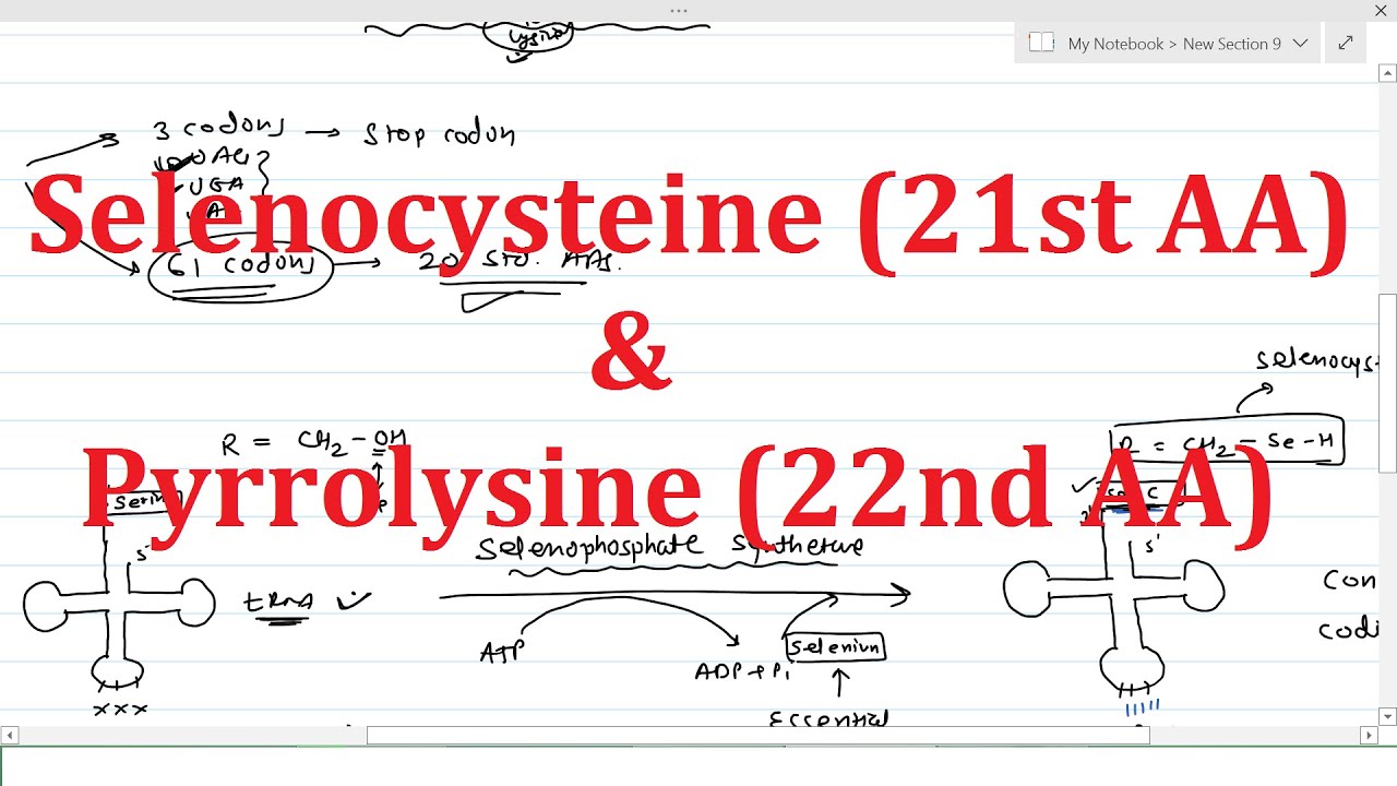 6. 21st and 22nd Amino acid | Selenocysteine (21st) & Pyrrolysine (22nd)