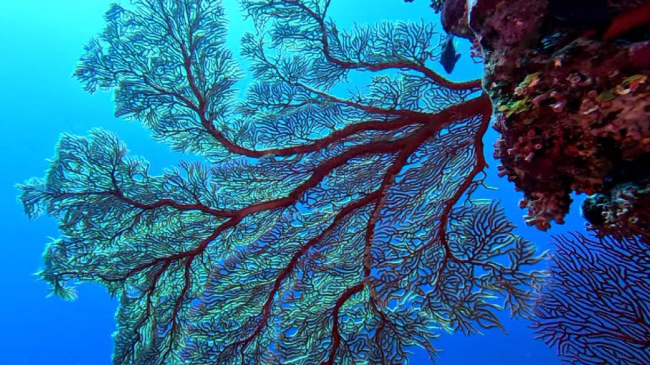 Diving North Minerva Reef  - June 2025