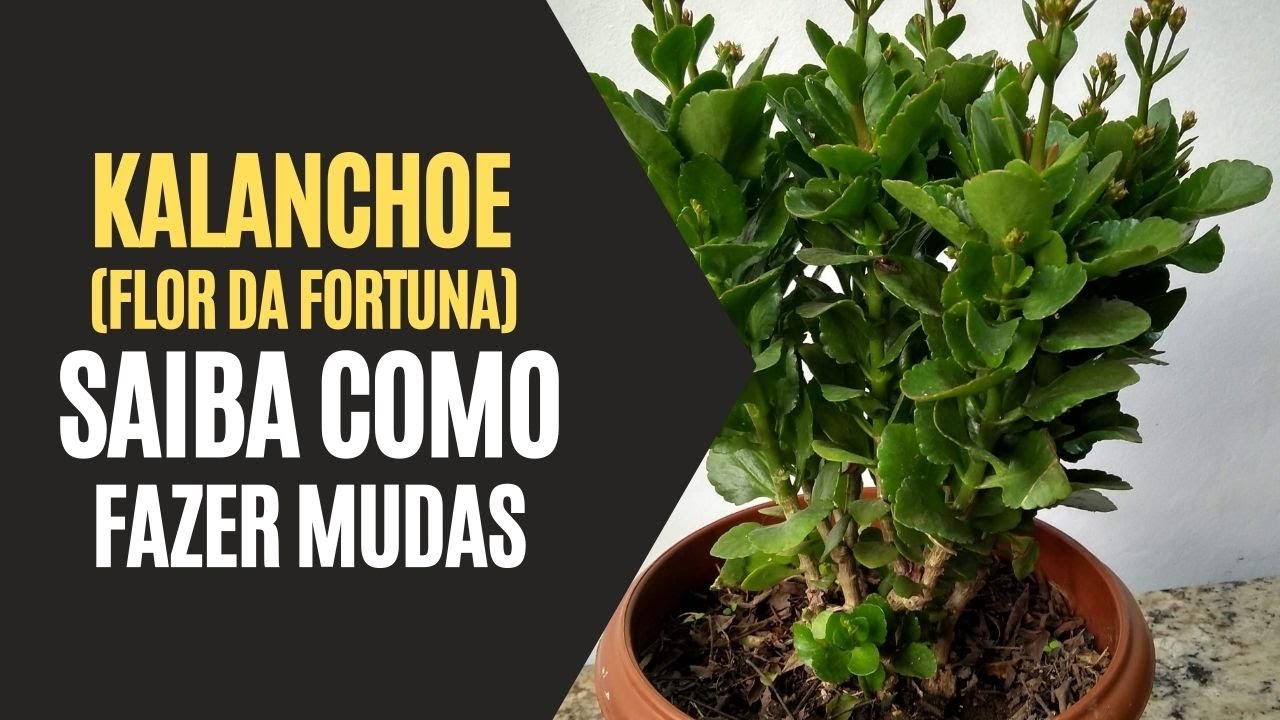 Kalanchoe (Flor da Fortuna): Saiba Como Fazer Mudas