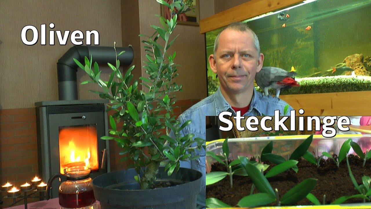 Oliven durch Stecklinge vermehren