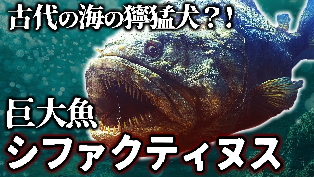 【ゆっくり解説】白亜紀で最も獰猛！6mの巨大魚　シファクティヌスとは何者か？