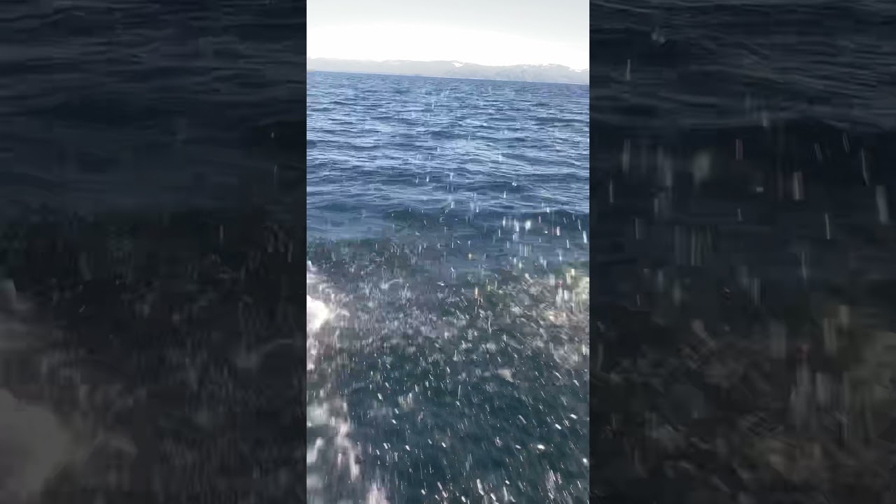 Dall&rsquo;s porpoises in Clarence Strait
